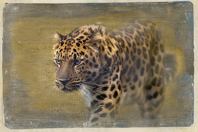 Другие кошкиphoto preview