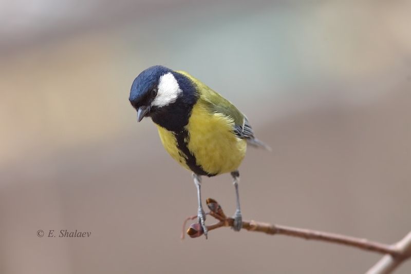 birds,great tit,parus major,большая синица,птица,птицы,синица,фотоохота Кто там ?!photo preview