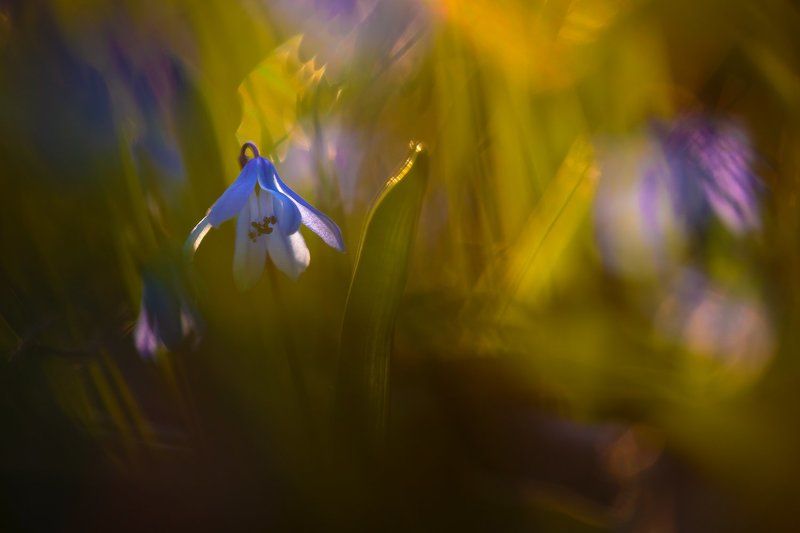 Пролескиphoto preview