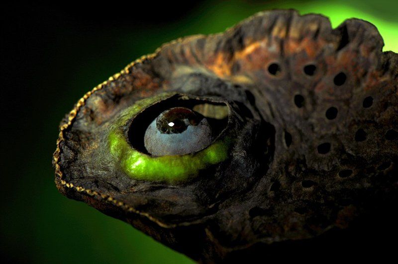 lotus a lotus seed  birdphoto preview