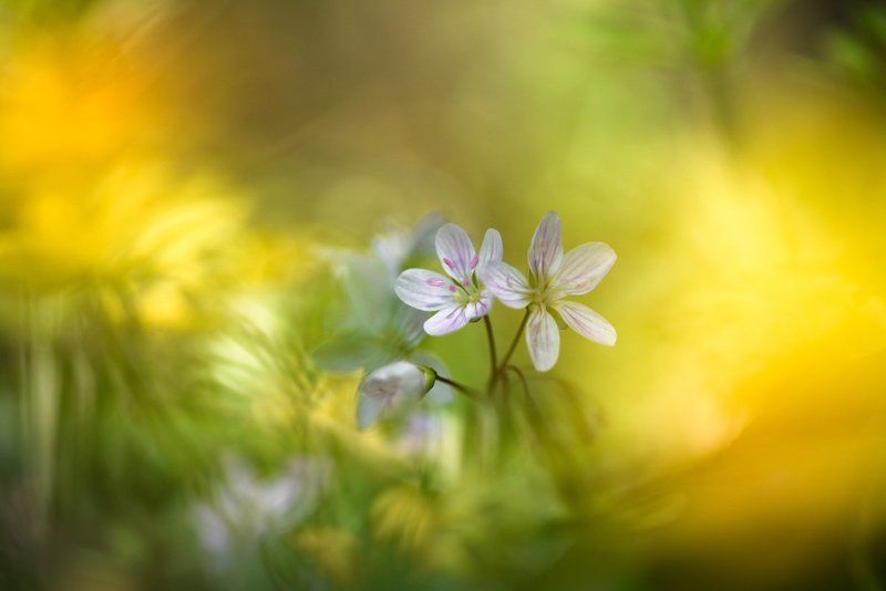 Весны прекрасные мгновенья photo preview