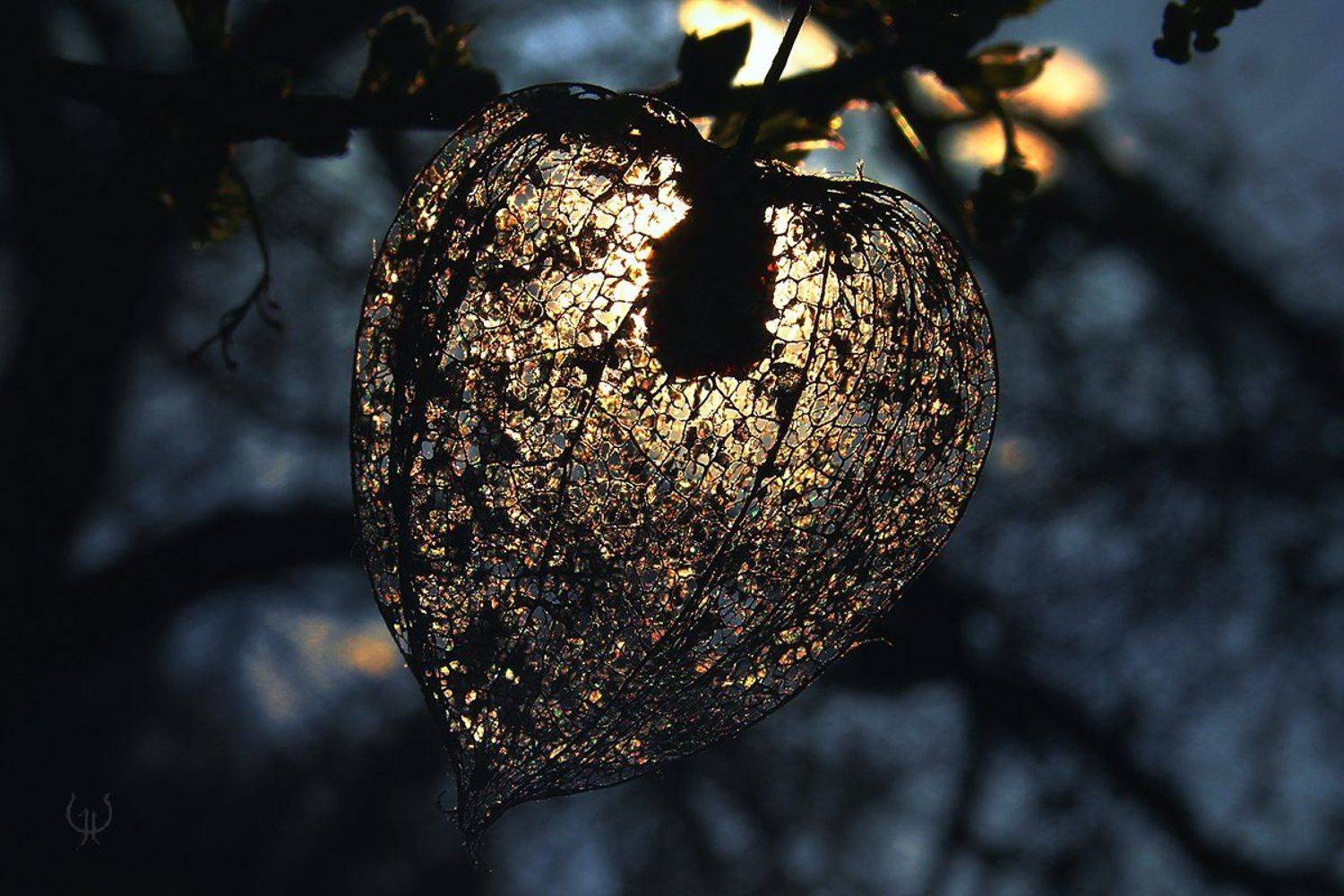 Actitud ©. Автор: Emerald Wake © wake,macro,sony,light,time,delicate,mood,, Emerald Wake ©