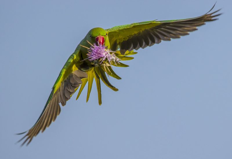 хроника пикирующего бомбардировщикаphoto preview