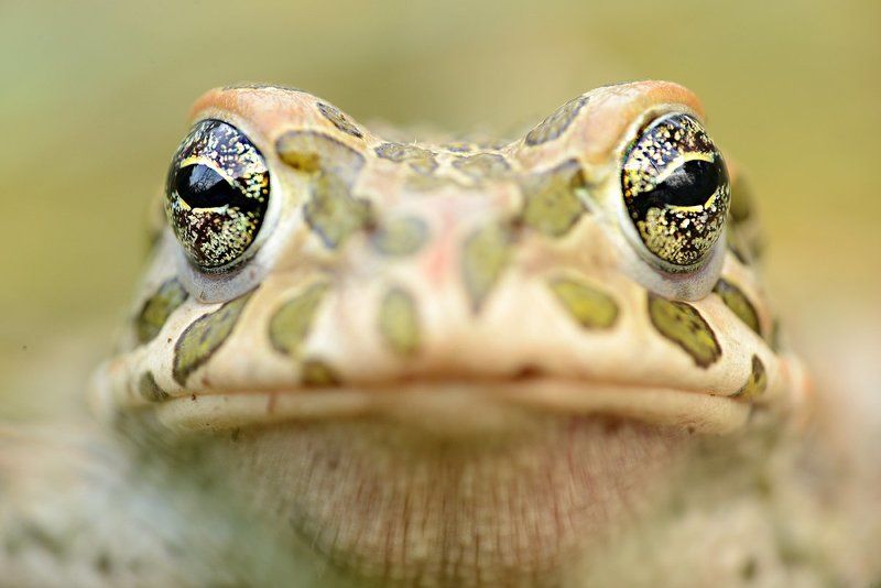 жаба зеленая камуфляж портрет текстура земля раскраска окрас пятнистая Зеленая жабаphoto preview