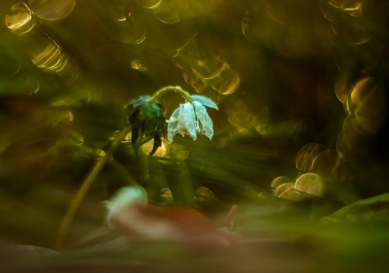 Весна шагает по планете.photo preview