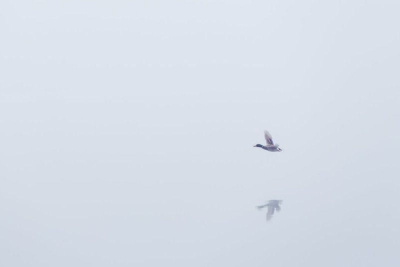 Утро туманноеphoto preview