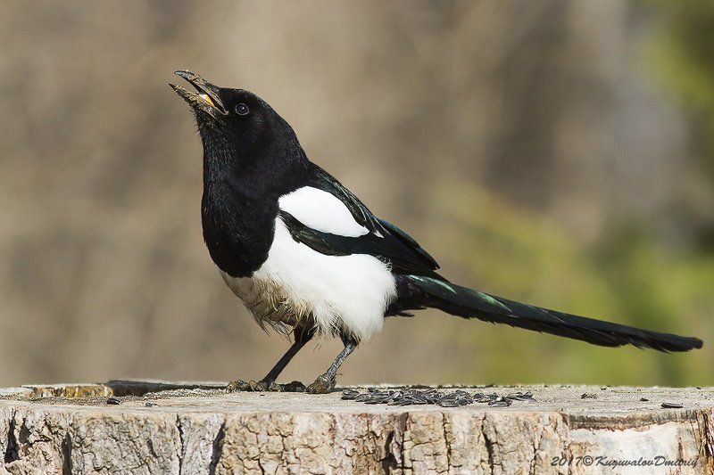 Сорокаphoto preview