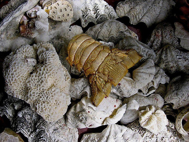 Натюрморт с островов Огасавараphoto preview