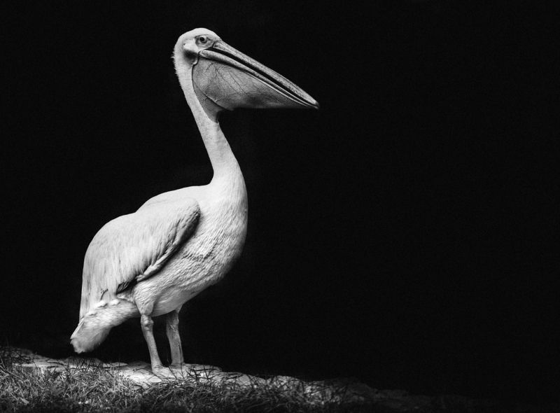 ПЕЛИКАН, ПТИЦА, ПОРТРЕТ, ЧЕРНО-БЕЛОЕ,  Black and White Portraitphoto preview