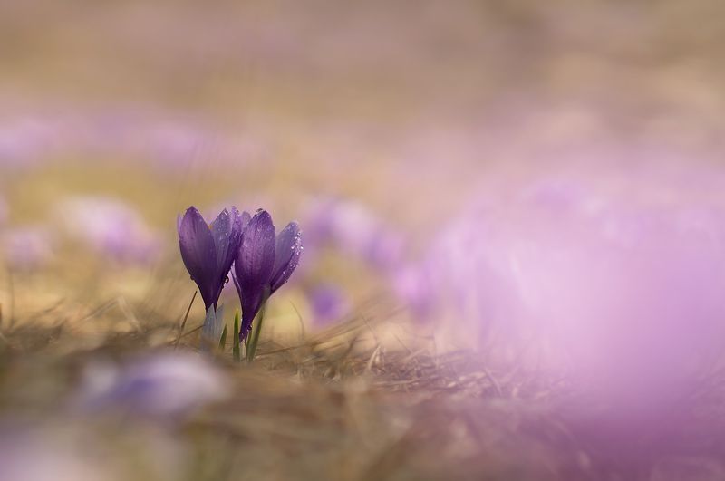 Purple explosionphoto preview