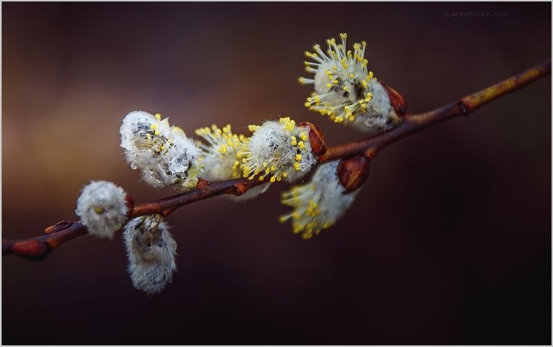 Накануне Вербного воскресенья. Апрель.photo preview