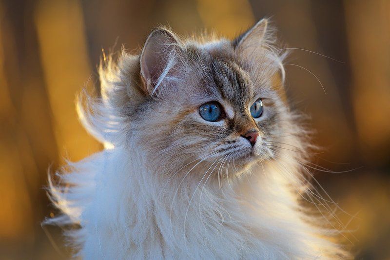 кот, кошка, животные, Весенняя прогулкаphoto preview