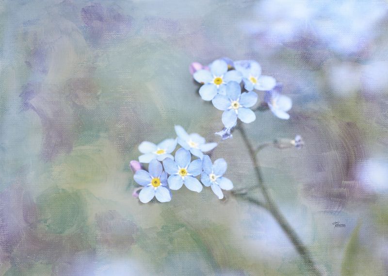 Я знаю, не забудешь меня ...photo preview