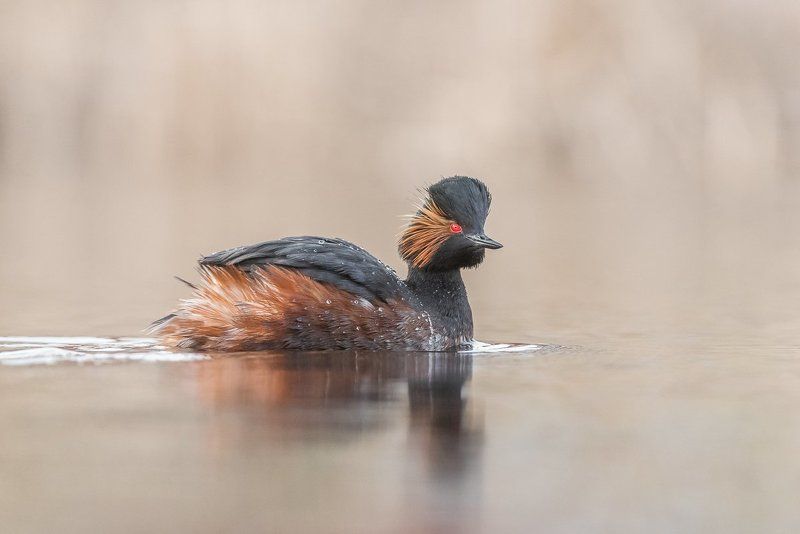 grebe, bird, Black-necked Grebe, Eared Grebe, Birder\'s Corner, Podiceps nigricollis Black-necked Grebe фото превью