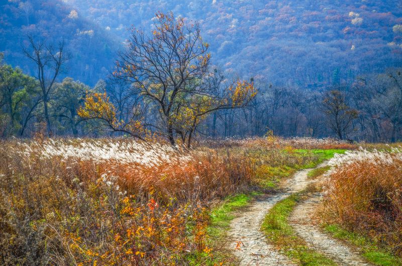 Дорога, дерево, Приморье, Приморский край Приморский пейзажphoto preview