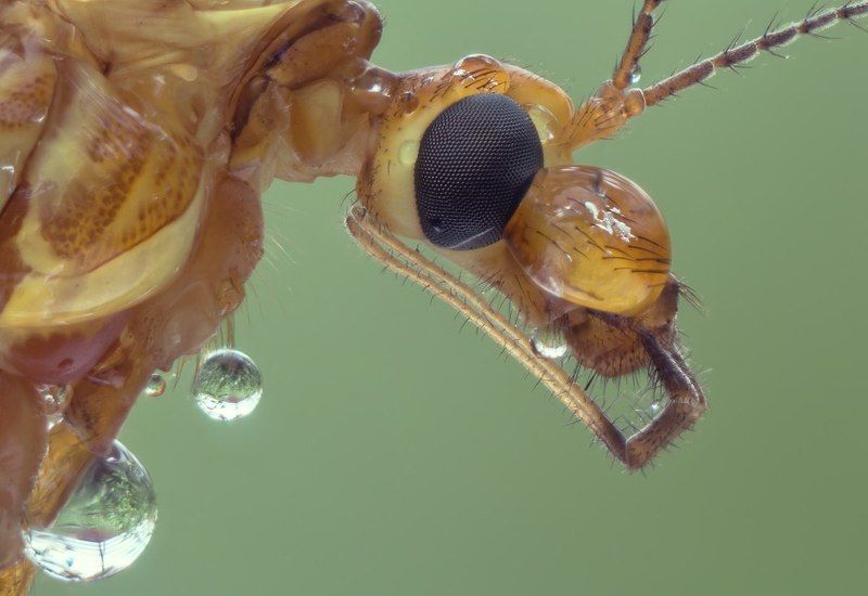 Tipulidaephoto preview