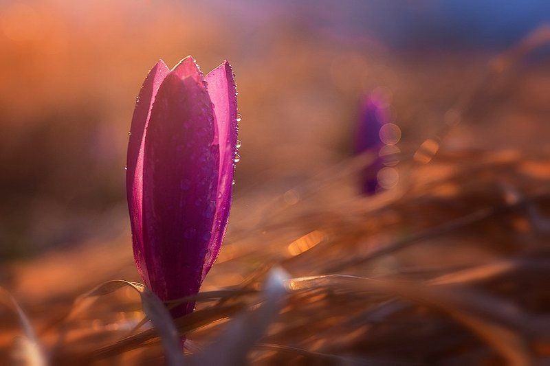 Изкупался. Солнце спускаеться.Время поспать.photo preview