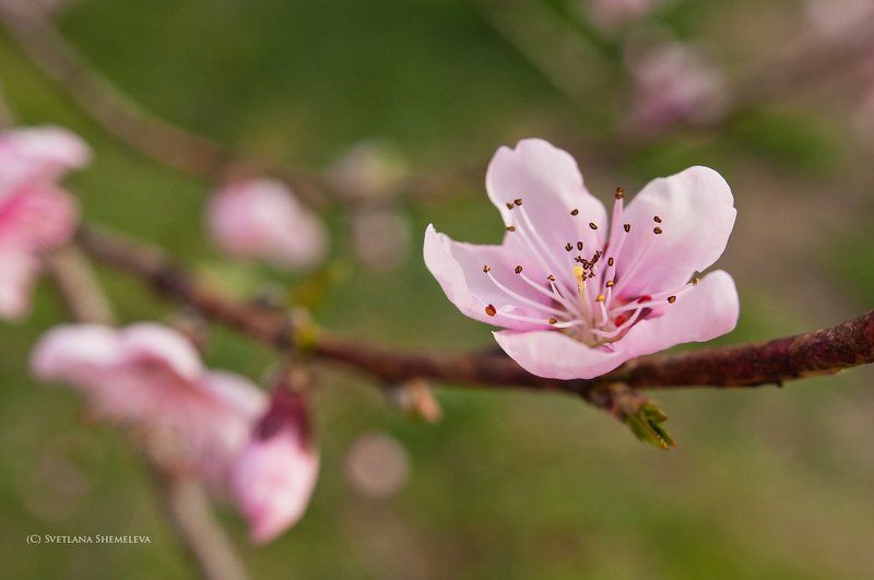 Весеннее настроениеphoto preview
