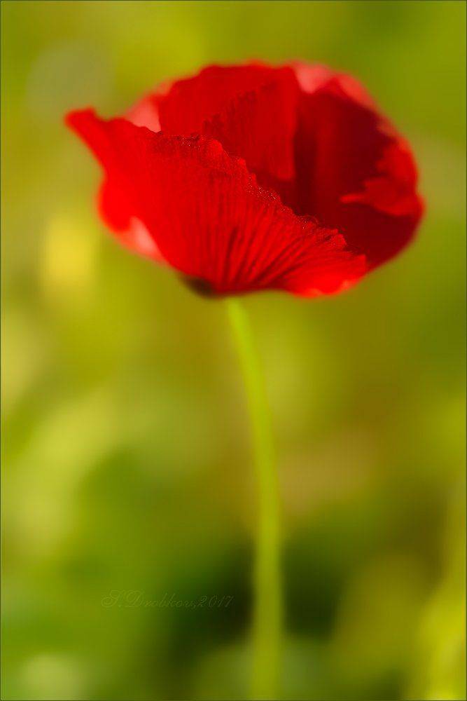 цветы, макро, весна, мак, Sergey Drobkov