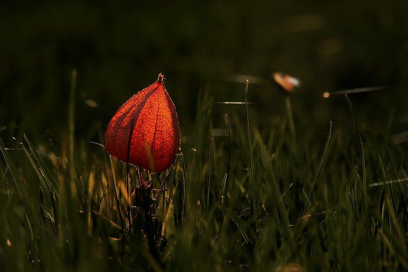 wake,macro,series,sony,style,eleven,memory,bokeh, Lucerna Series ©photo preview