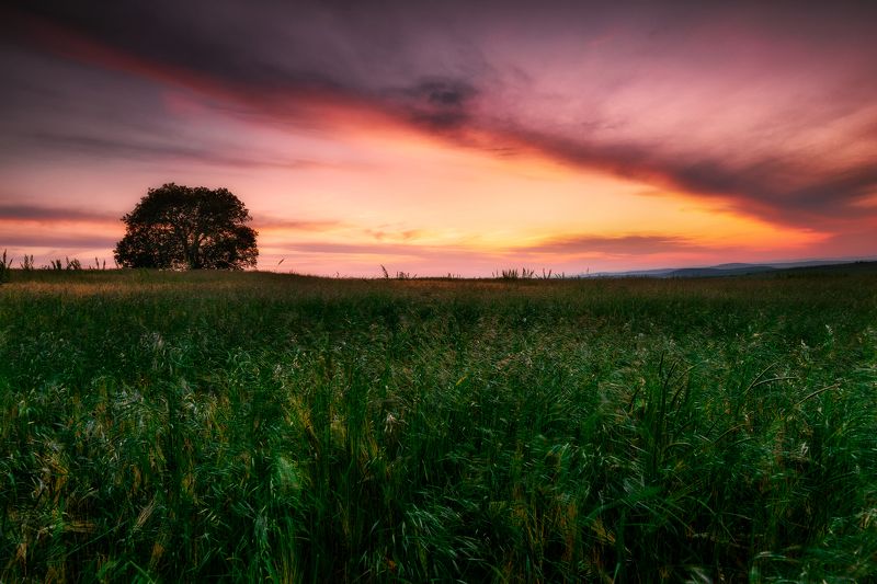 Late afternoon in the fielddphoto preview