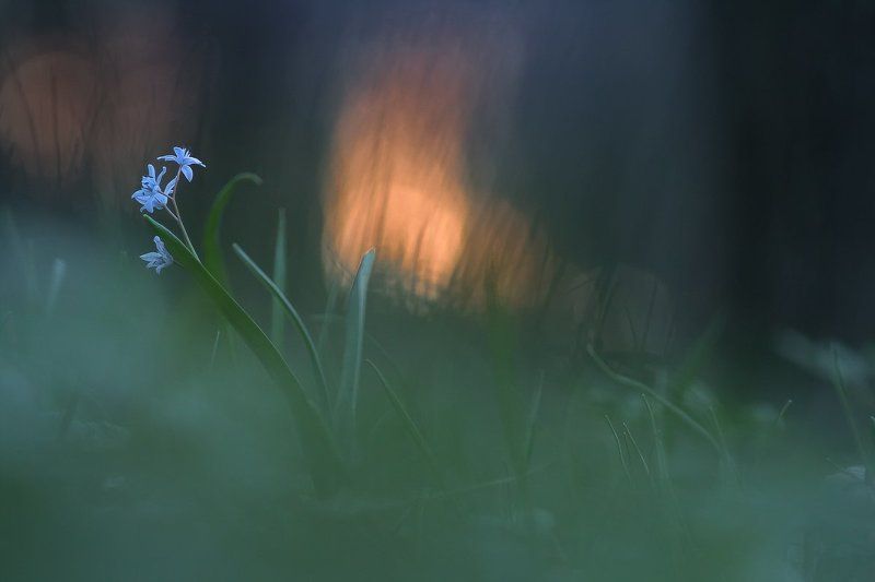 spring, flower, light Behind the sunsetphoto preview