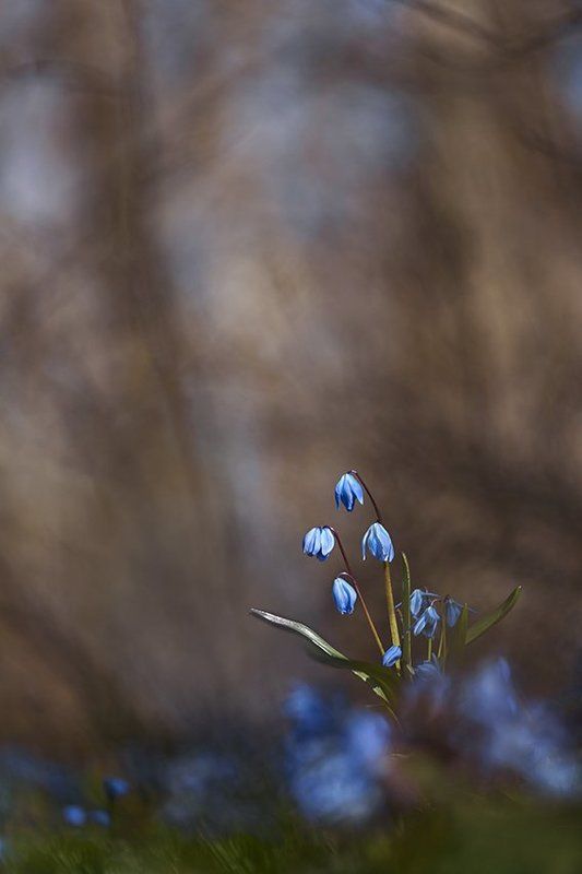 пролеска сибирская ***photo preview