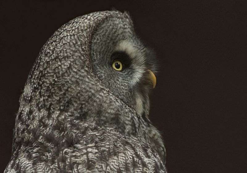 Chouette de l\'Ouralphoto preview