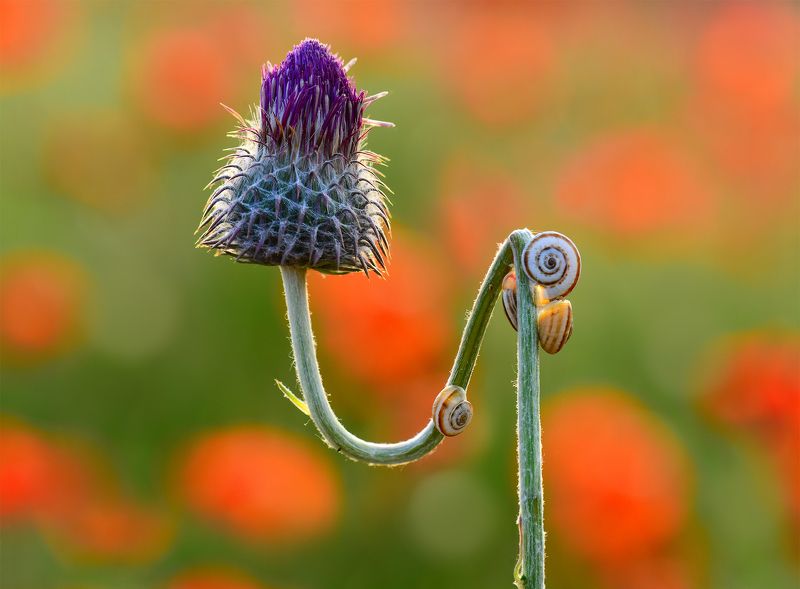 мак, макро, цветение Цветочное общежитие / Flower communityphoto preview