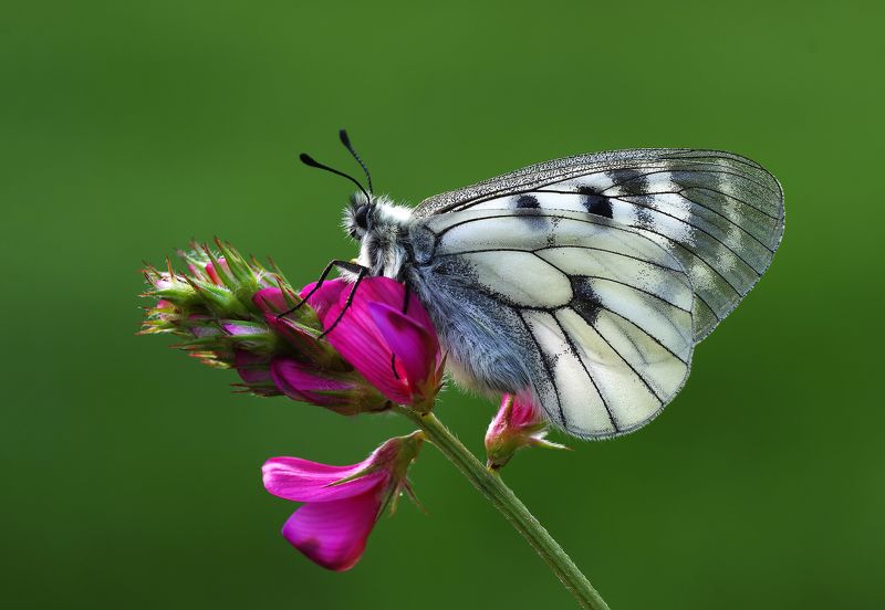 animal,nature,macro,butterfly,flower,clouded apollo, purple,light Purplephoto preview