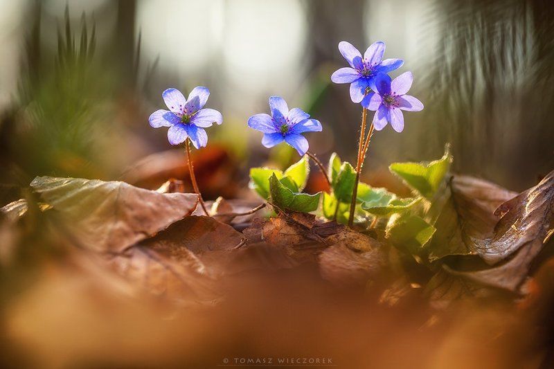 softness, beautiful, colours, spring, forest, light, morning, poland, flowers, plants Softnessphoto preview
