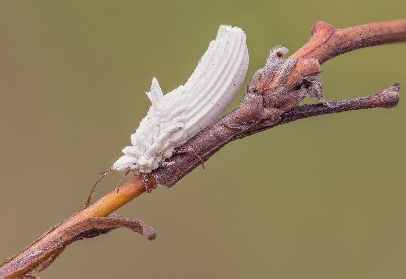 Червец крапивный (Orthezia urticae)photo preview
