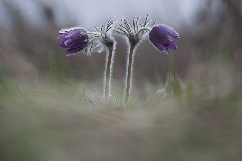 сон-трава,  прострел, первоцветы, весна ***photo preview