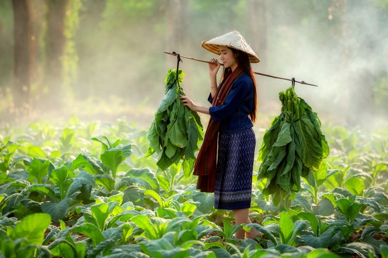 laos,woman,tobacco In Tobacco fieldphoto preview