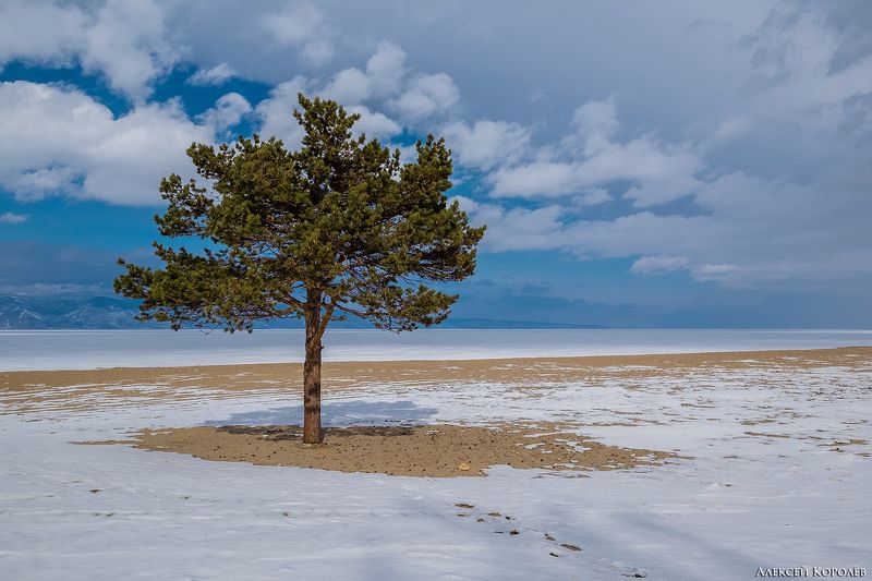 байкал, сибирь, россия, пейзаж, природа, дерево, пляж, зима, снег, песок, baikal, siberia, russia, landscape, nature, tree, beach, winter, snow, sand Пляжи бывают разнымиphoto preview