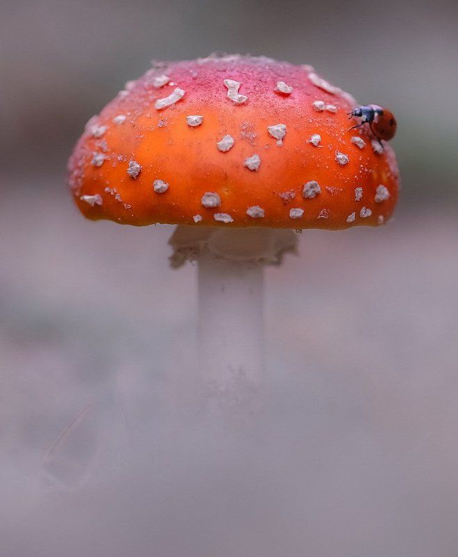 В стране мухоморияphoto preview