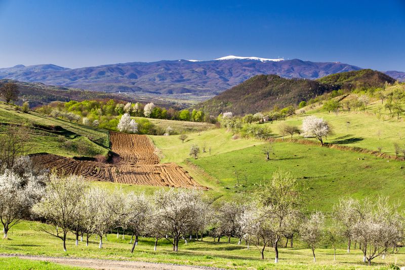 flowers,spring,colors,nature,transylvania,trees,romania, Spring in Transylvaniaphoto preview