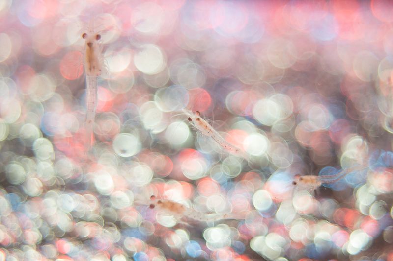 магадан лейка гектор генератор пузырей Подводный артphoto preview