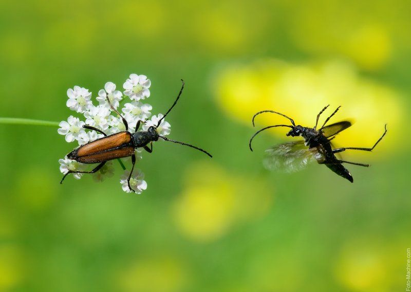 макро, байкал, прибайкалье, полёт, жук Лечу к тебе!photo preview