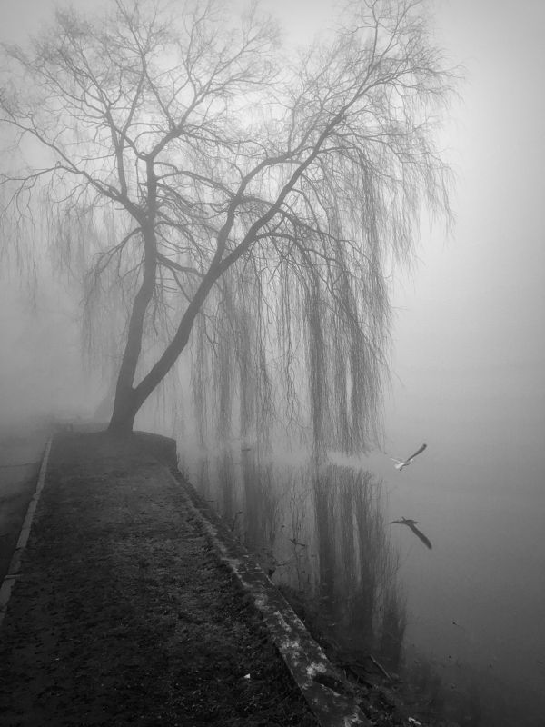 bw, fog photo preview