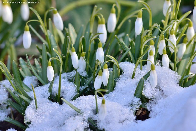 подснежники, весна, цветы, снег, snowdrops, spring, flowers, snow Подснежникиphoto preview