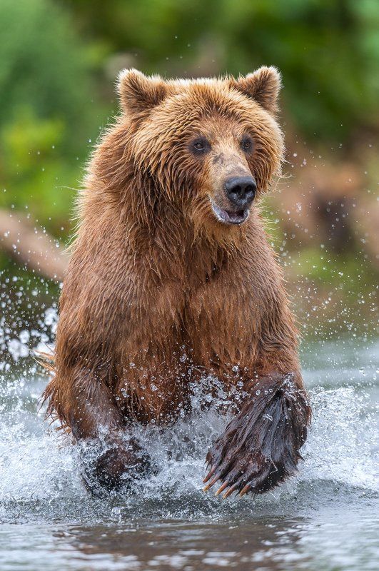 камчатка, бурый медведь В азартеphoto preview