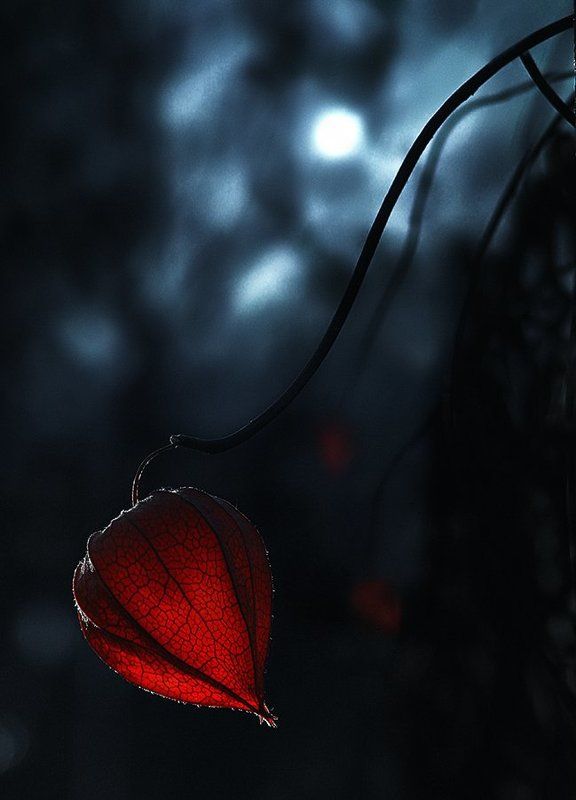 wake,macro,delicate,sony,zeiss,night, Esprit de Lune ©photo preview