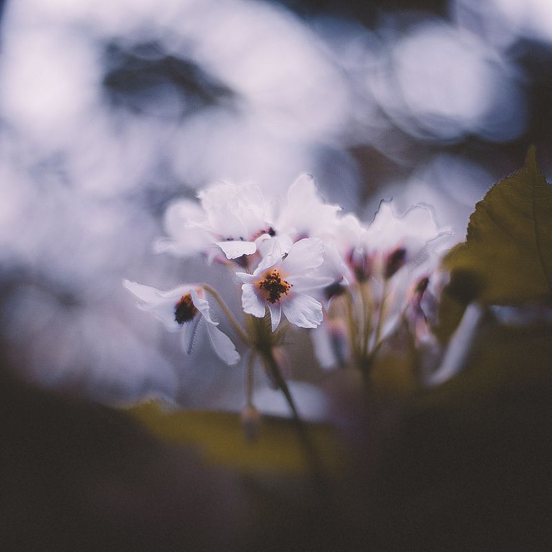 сад В ботаническом садуphoto preview