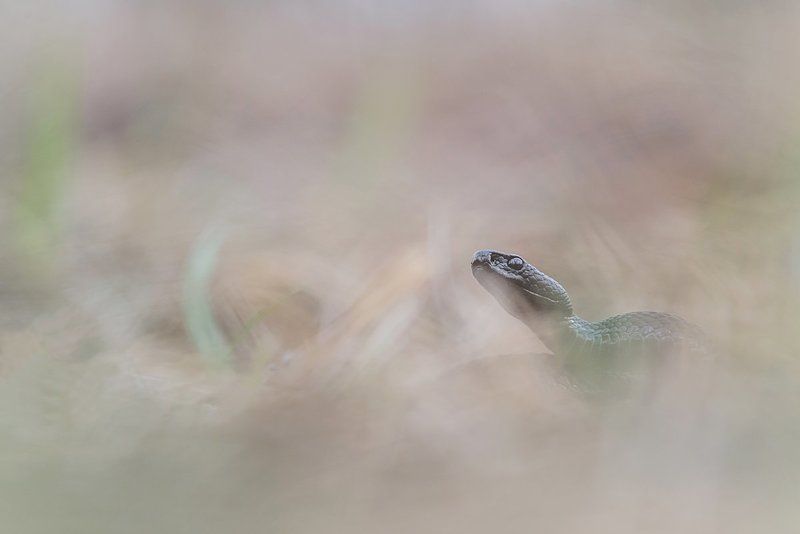 гадюка Никольского ***photo preview