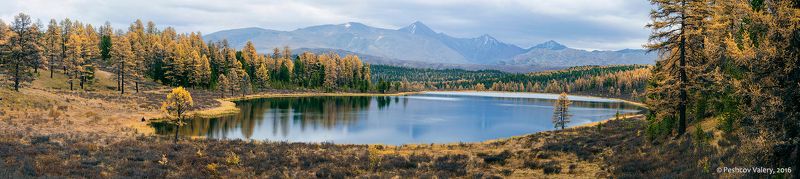 лиственницы, осень, отражения, горный алтай, озеро киделю Размышления про Киделю…photo preview