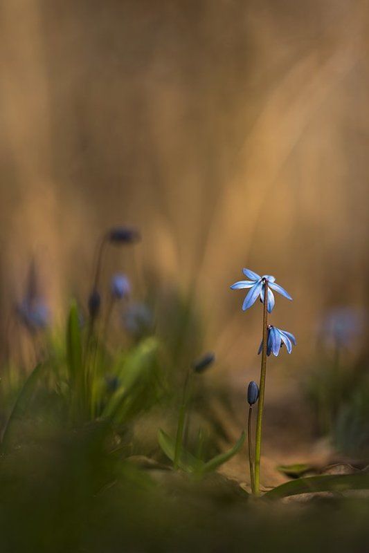 пролеска сибирская ***photo preview