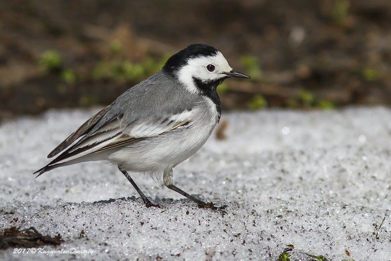 Без хвостаphoto preview