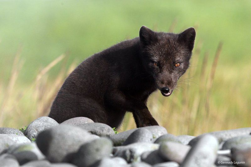 командорский песец Разбойники острова Берингаphoto preview
