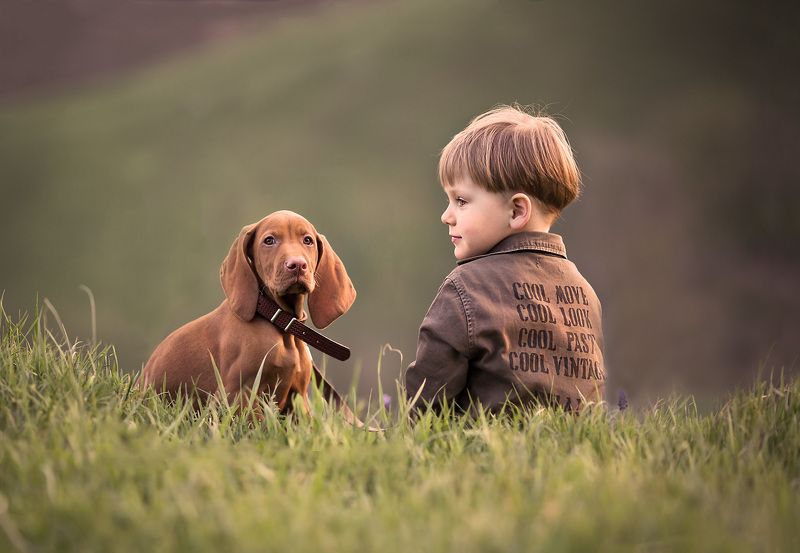 собака, , друг, дружба, счастье, любовь, преданность, верность  фото превью